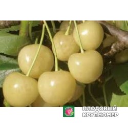 Черешня "франческа"