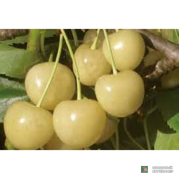 Саженцы Черешня "франческа"