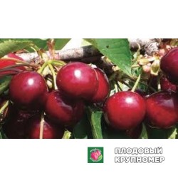 Черешня "німбакот"