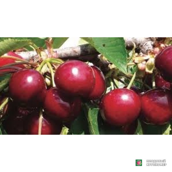 Саженцы Черешня "німбакот"