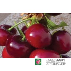 Черешня "німба"