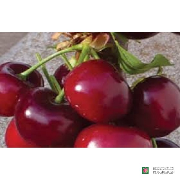 Саженцы Черешня "німба"