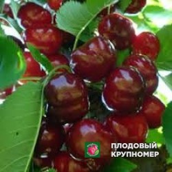 Черешня "пацифік ред"