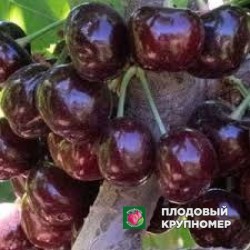 Черешня "роялбалей"