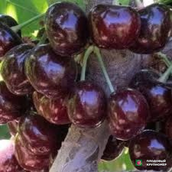 Саженцы Черешня "роялбалей"