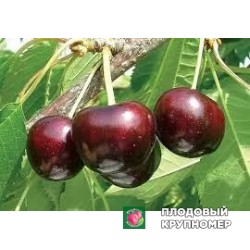 Черешня "роялтіога"