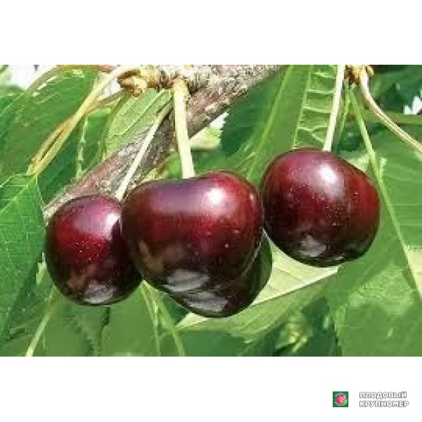 Саженцы Черешня "роялтіога"