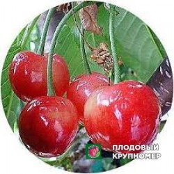 Черешня "руга"