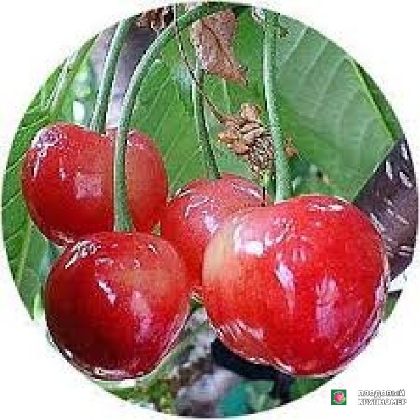 Саженцы Черешня "руга"