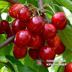 Черешня "смс280"