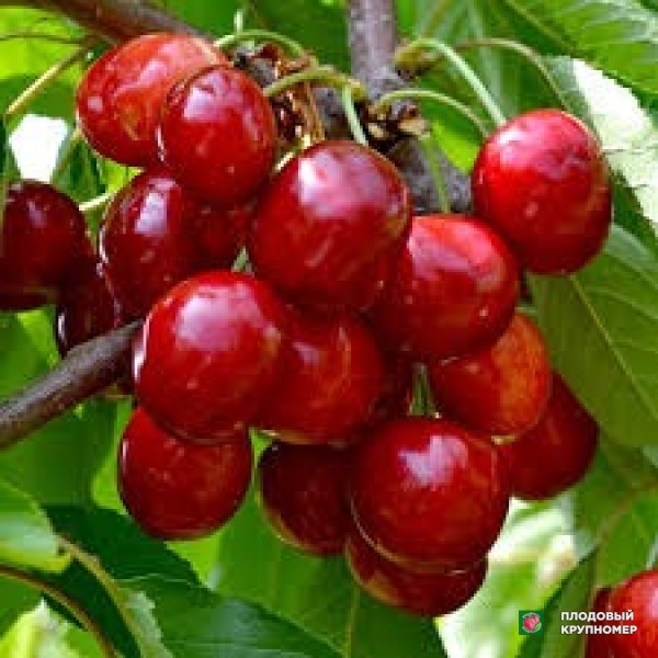 Саженцы Черешня "смс280"