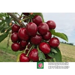 Черешня "тіога"