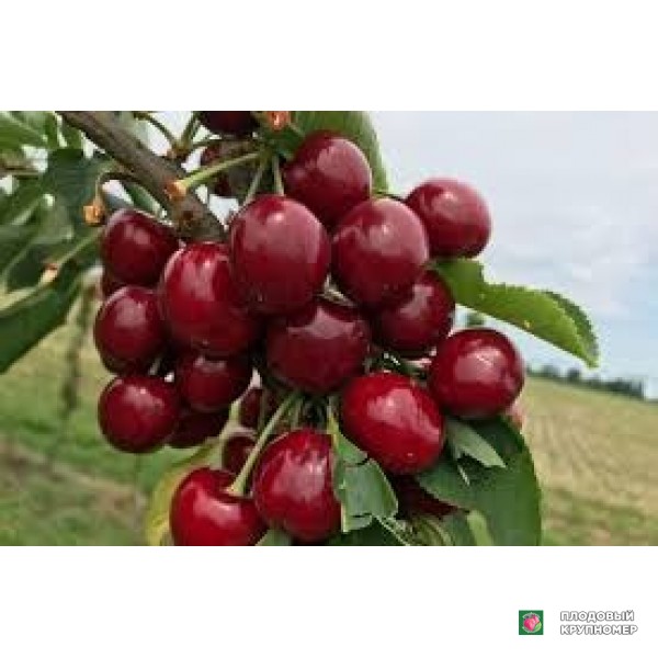 Саженцы Черешня "тіога"