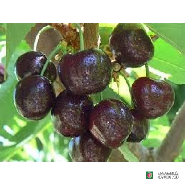 Саженцы Черешня "вонка"