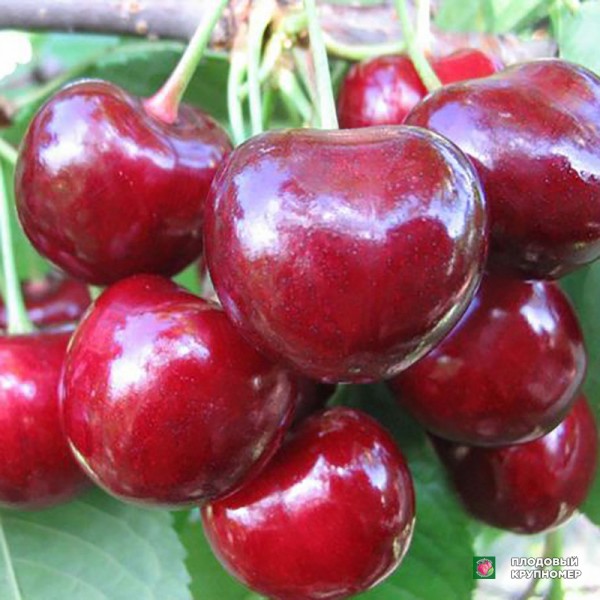 Саженцы Черешня " Аннушка"