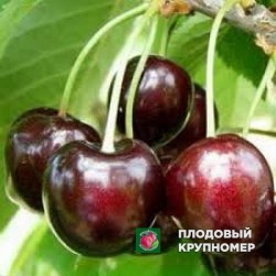 Черешня Дар Млієва