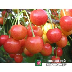 Черешня "Дончанка"