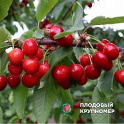 Черешня " Донецька красуня"