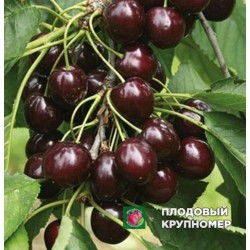 Черешня " Донецький вугіллячко"