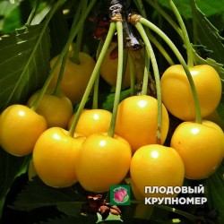 Черешня " Дрогана Жовта"