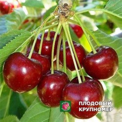 Черешня "Джерело"