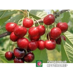 Черешня "Етика"