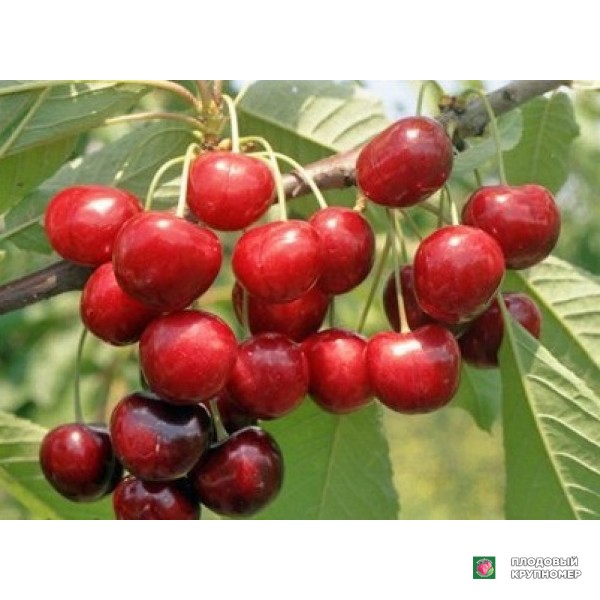 Саженцы Черешня "Етика"