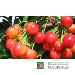 Черешня " Франц Йосип"