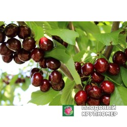 Черешня "Ізюмна"