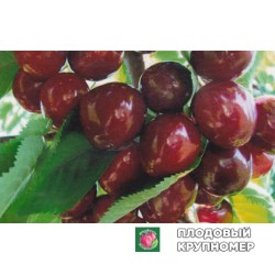 Черешня "Киянка"