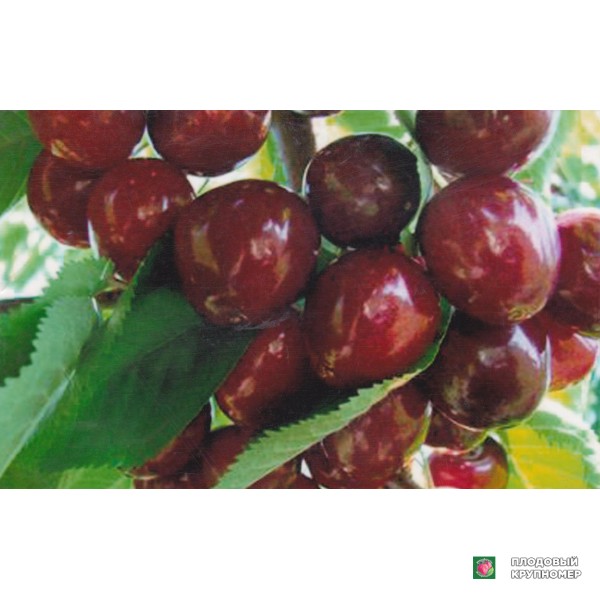 Саженцы Черешня "Киянка"