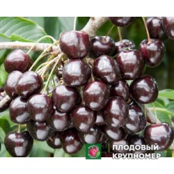 Черешня " Китаївська чорна"