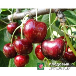 Черешня " Кордія"