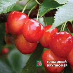 Черешня " Космічна"