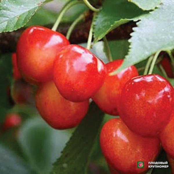 Саженцы Черешня " Космічна"