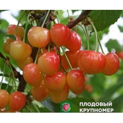 Черешня "Легенда Млієва"