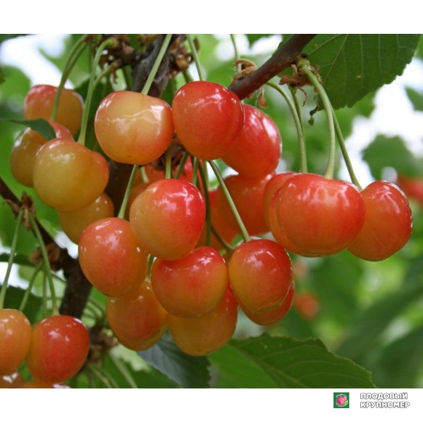 Саженцы Черешня "Легенда Млієва"