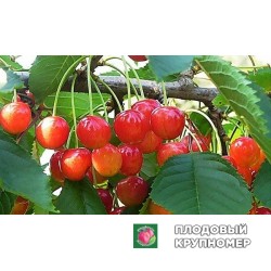 Черешня "Любава"