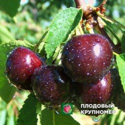 Черешня " Мелітопольська чорна"