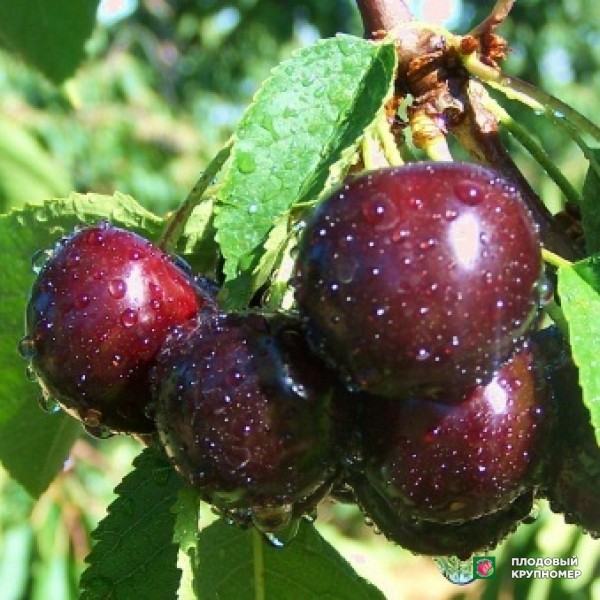 Саженцы Черешня " Мелітопольська чорна"