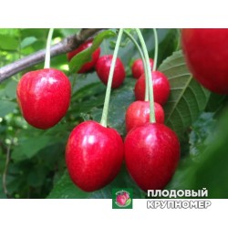 Черешня " Наполеон Рожевий"