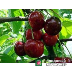 Черешня "Нектарна"