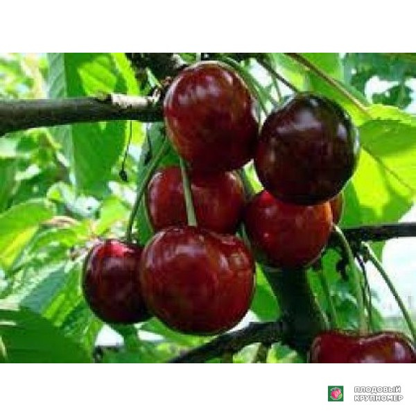Саженцы Черешня "Нектарна"