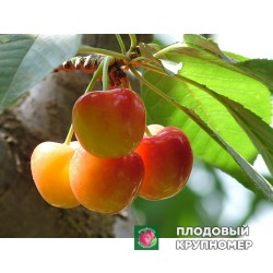 Черешня "Ніжність"