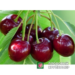 Черешня "Зразкова"