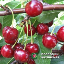 Черешня "Прикметна"