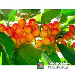 Черешня "Присадибна"