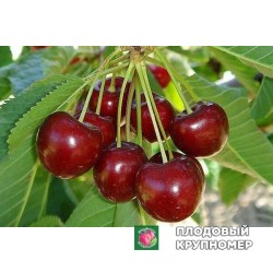 Черешня "Прощальна"