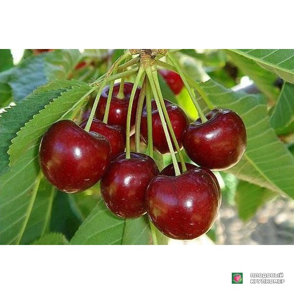 Саженцы Черешня "Прощальна"