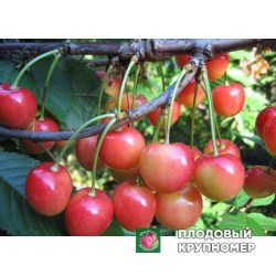 Черешня "Рання рожева"